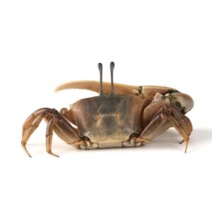 Crabs are decapod crustaceans fraorder